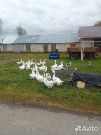 Холмогорские гуси