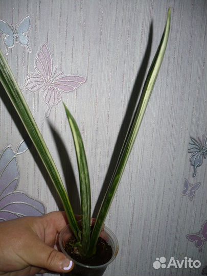 Сортовые сансивиерии