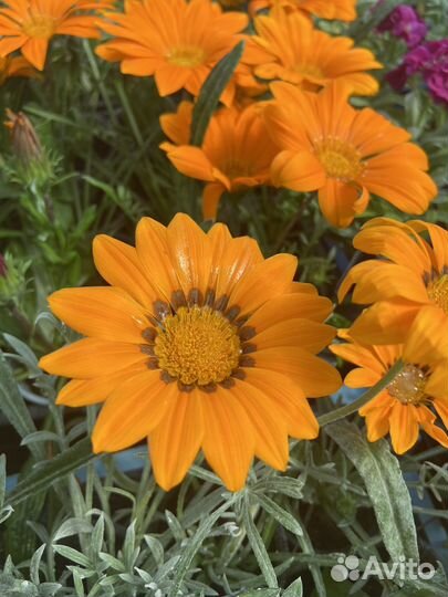 Рассада гацания