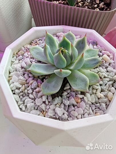 Суккуленты эхеверия