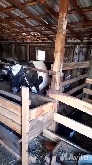 Продажа корова, бык, теленок