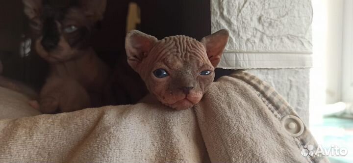 Канадский сфинкс котята