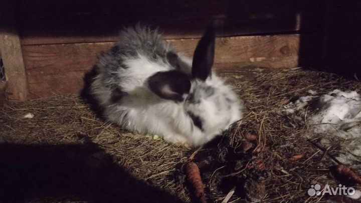 Продам крольчиху