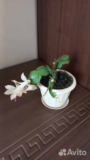 Декабрист шлюмбергера сортовой