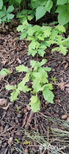 Саженцы дуб