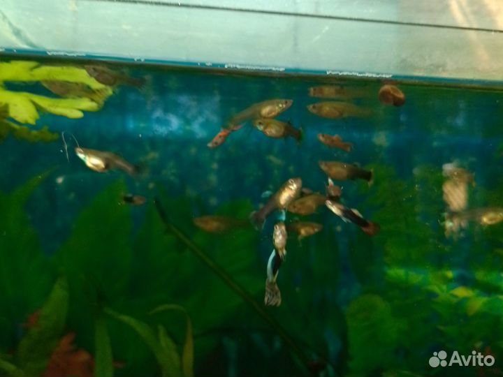 Фильтр для воды