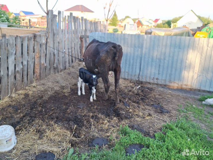 Корова дойная с теленком