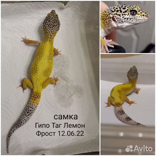Эублефар