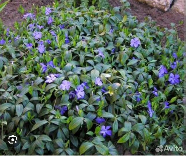 Многолетники садовые