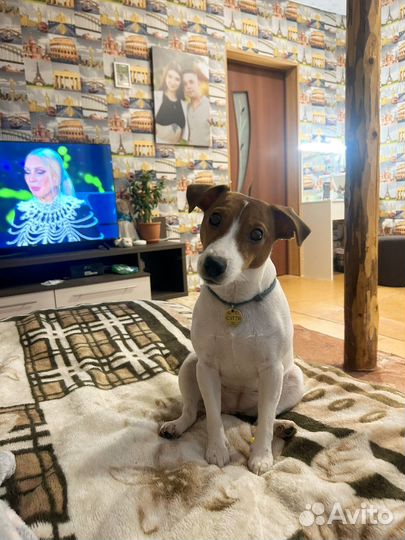 Джек рассел вязка девочка