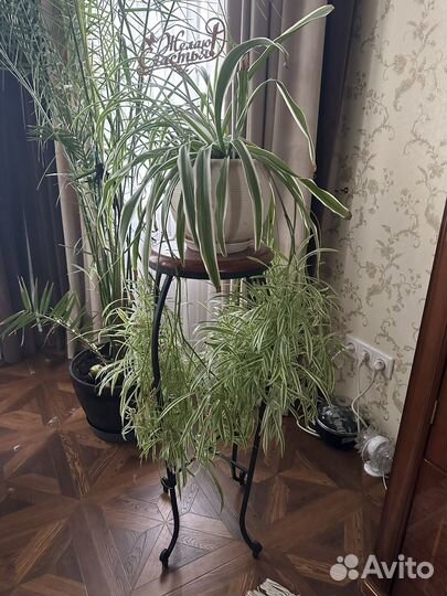 Хлорофитум