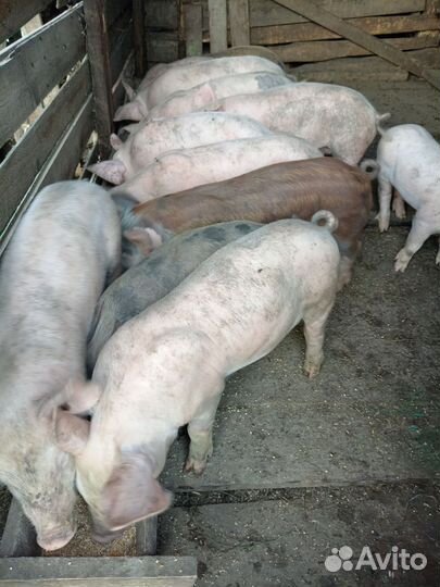 Поросята Терминал и кб