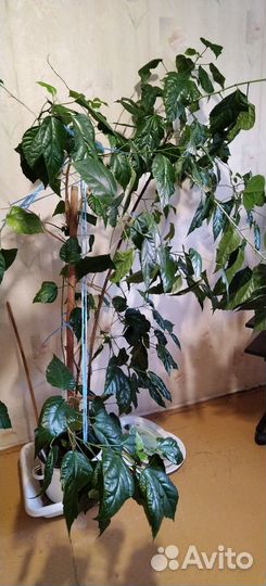 Растение Китайская роза