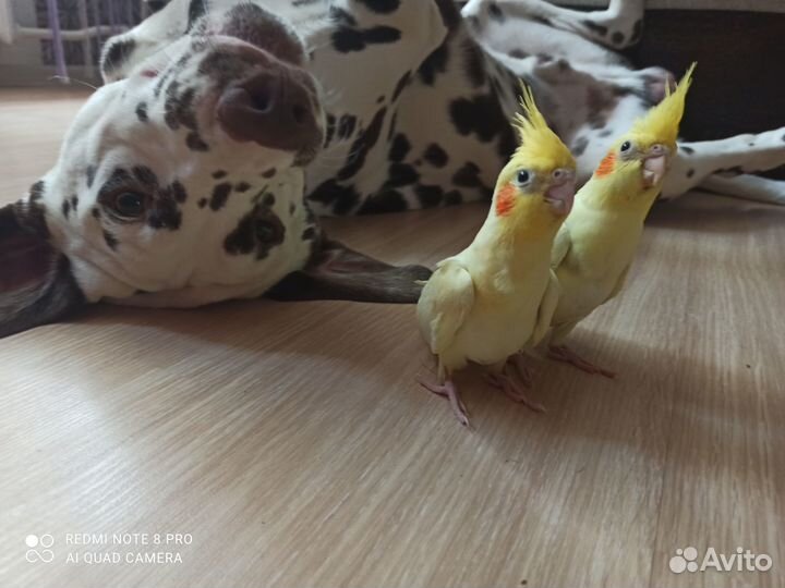 Попугай корелла птенец