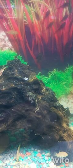 Мальки сомик Анцитрус, еллоу