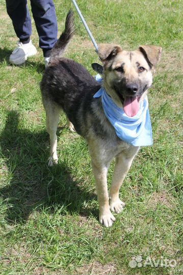 Собака хочет в семью