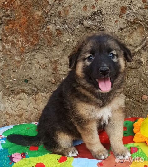 Щенок в добрые руки бесплатно
