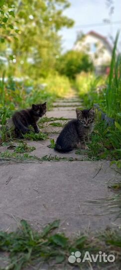 Ищем дом для милых котят