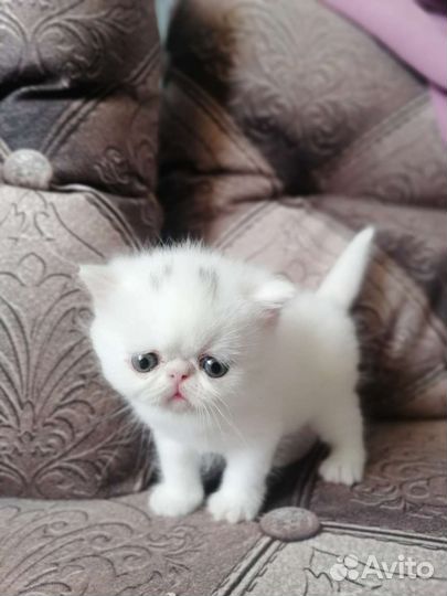 Котик 1,5 мес
