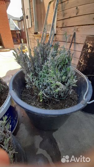 Лаванда саженцы синева голубика