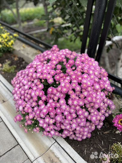 Мультифлора