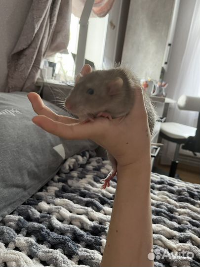 Крыса дамбо