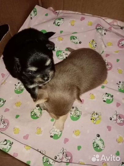 Вязка чихуахуа