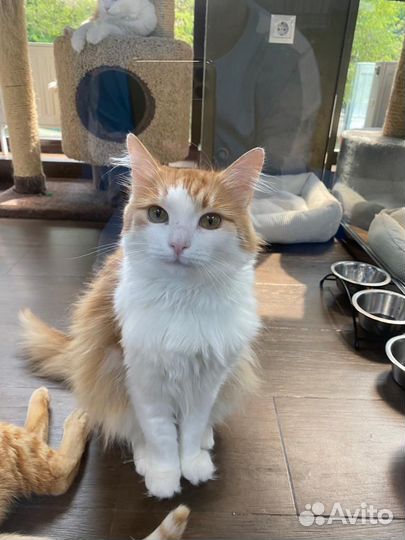 Самый человечный котик Еврик ждёт семью