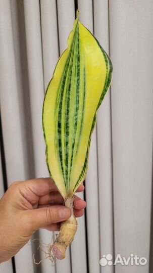 Сансевиерия новые гибриды
