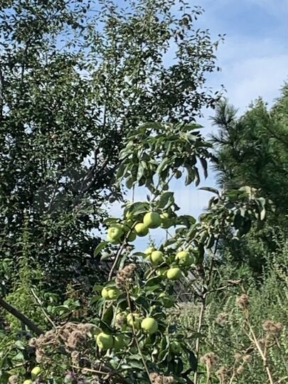 Дом 50 м² на участке 22 сот.