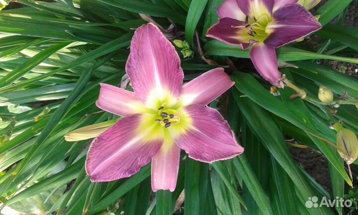Продаю сортовые лилейники