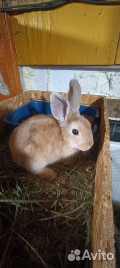 Декоративные кролики