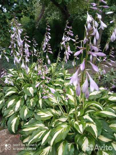 Хоста три вида, бадан