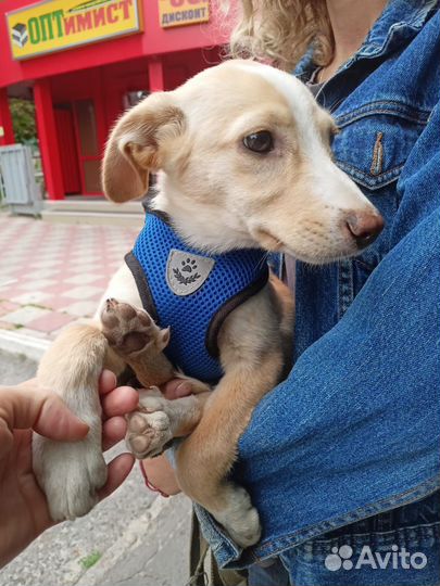 Щенок в добрые руки