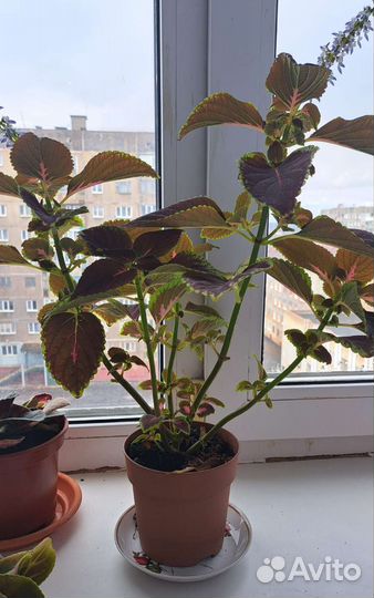 Комнатные цветы колеус и традесканция зебрина