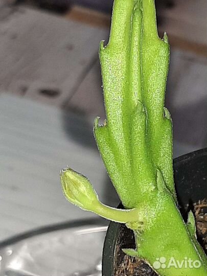 Стапелия грандифлора с бутоном