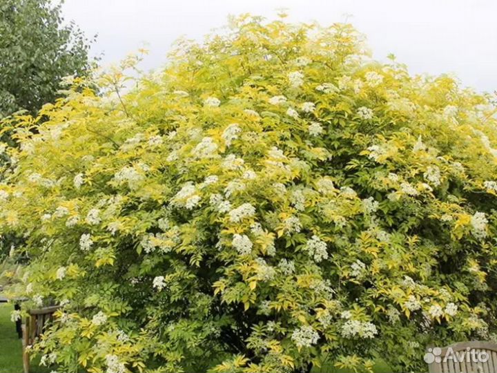 Бузина черная Ауреа