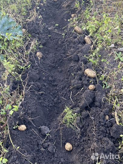 Продам картофель