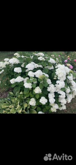 Гортензия древовидная Анабель белая