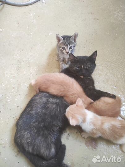 Милые котята