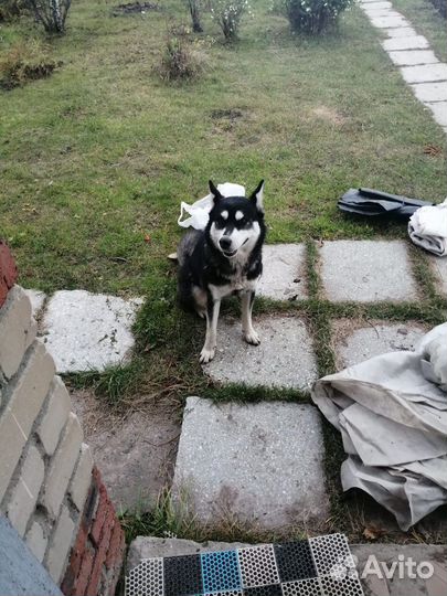 Собака ищет дом