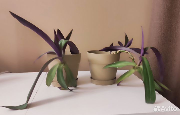 Рео растение