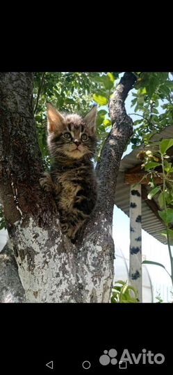 Котята мейн кун