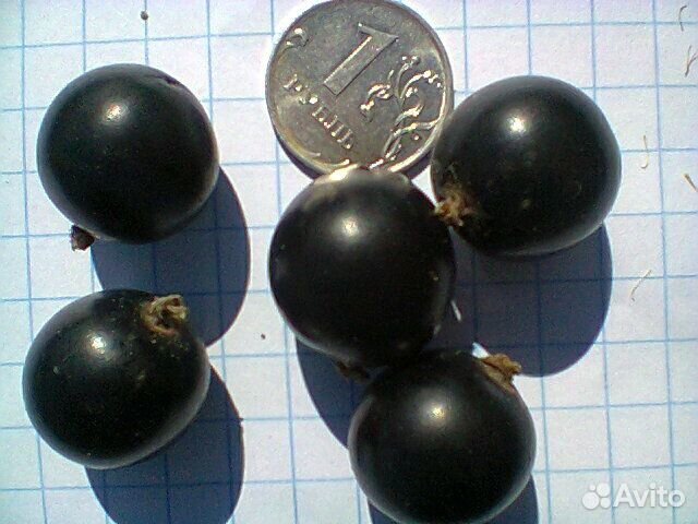 Продаются саженцы смородины