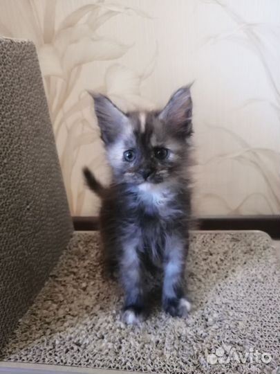 Котята мейн-кун