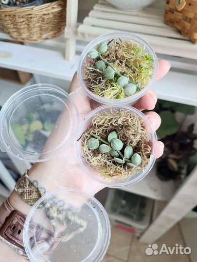 Комнатные цветы