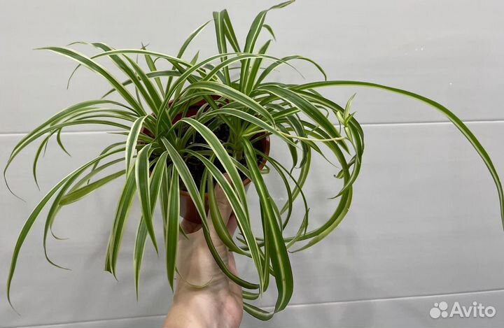 Хлорофитум