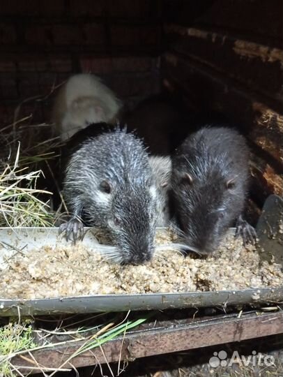 Нутрии на племя