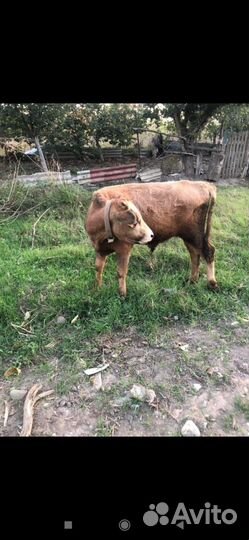 Бычок 7 месяцев