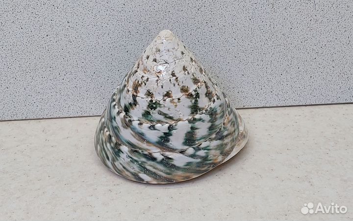 Трохус зелёный 6,9*8,3 морская ракушка раковина